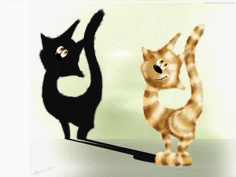 gato-tonto
